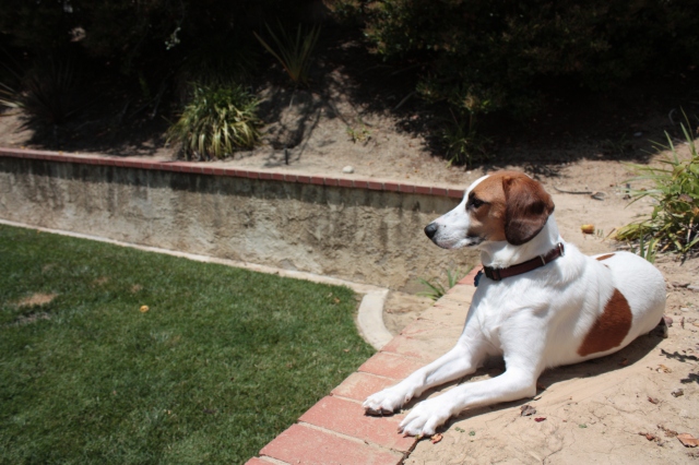 Like here, lounging in our yard in California